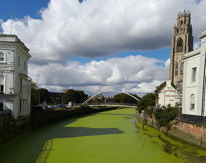 Floating pennywort