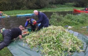 floating pennywort removal